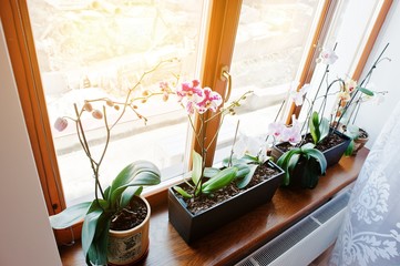 Orchid flowers in pots on the window apartment