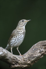 Song thrush, Turdus philomelos