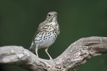 Song thrush, Turdus philomelos