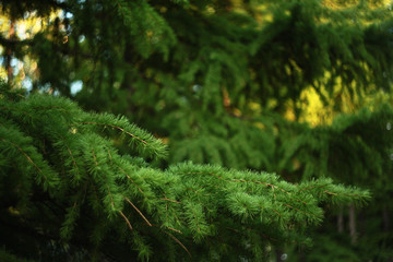 conifer branches