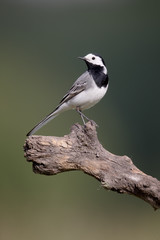 Fototapeta premium White wagtail, Motacilla alba