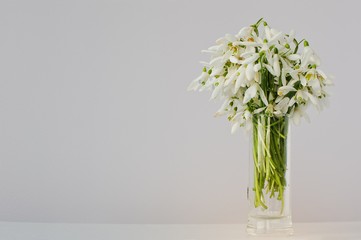 Fototapeta na wymiar Snowdrop flowers at white glossiness background