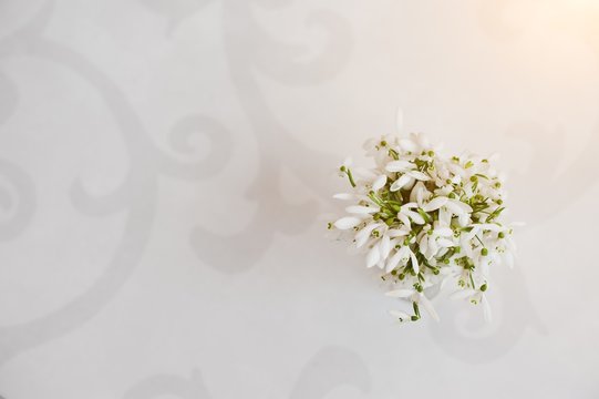 Snowdrop flowers at white glossiness background