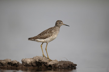 Wood sandpiper, Tringa glareola
