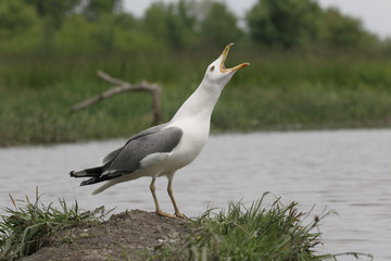 Yellow-legged gull, Larus michahellis