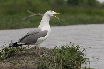 Yellow-legged gull, Larus michahellis