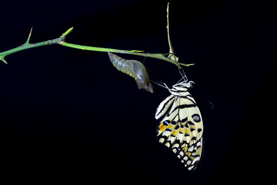 butterfly emerging from its chrysalis on black background
