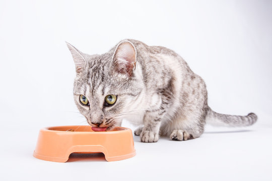 cat eats feed bowl