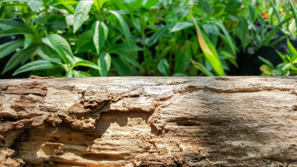 wood bridge with sunlight , green nature background
