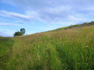 Obraz premium trail in a wild meadow with green grass