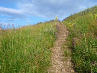 Fototapeta na wymiar trail in a wild meadow with green grass