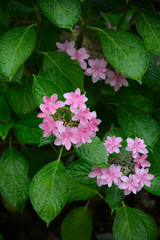 雨の日の紫陽花　縦
