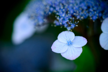 雨の日の紫陽花
