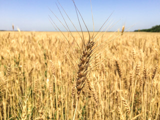 Wheat/ agriculture/ food/ world