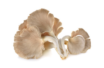 fresh Oyster Mushroom on white background