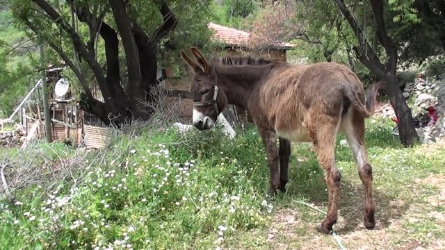 Old house and donkey grazing