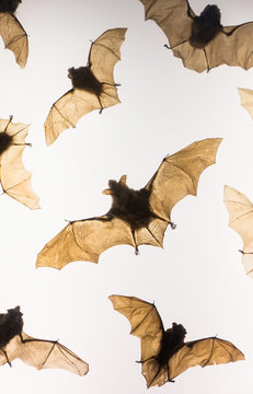 Stuffed animal - bat