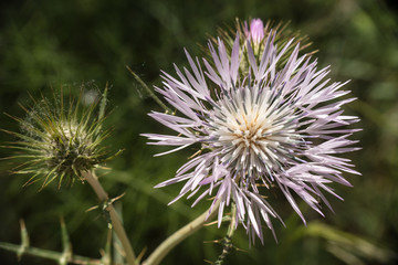 blühende Distel beim Riera de Riudecanyes - Costa Daurada
