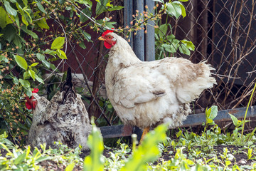 White hen sitting in the grass.