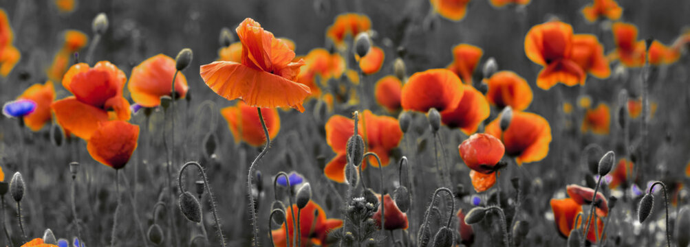 Fototapeta Panorama z nmaków polnych i kwiatów polnych