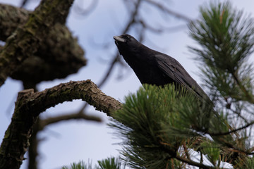 Carrion Crow, Corvus Corone
