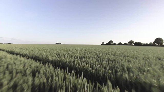 Flug &uuml;ber Weizenfeld