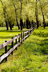 Fototapeta premium fence of wooden planks