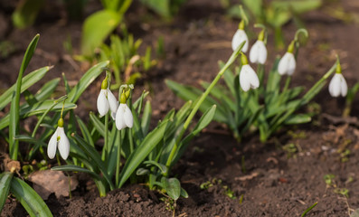 Spring snowdrop flowers blooming in sunny day