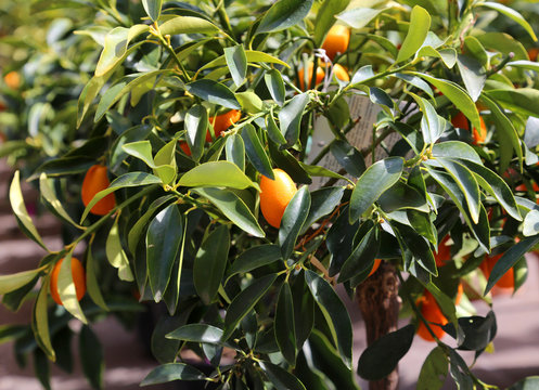 several hanging fruit tree Orchard kumquats in summer