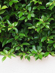 Obraz premium Tree beside the wall 