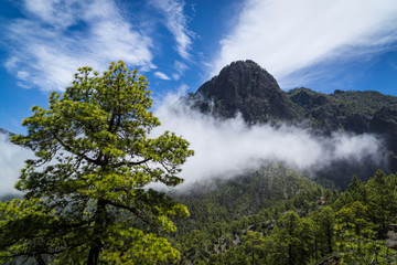 Kanarische Kiefer in der Caldera de Taburiente (la Palma)