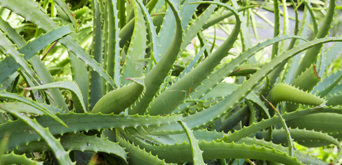 Close up Aloe Vera Plant.