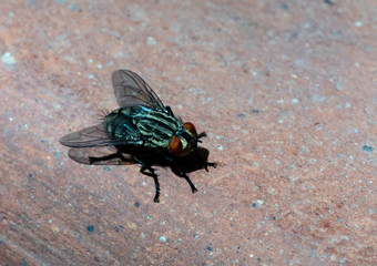 fly, close up