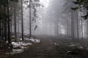 Fototapeta na wymiar Mountain forest in a fog illuminated by sunlight.