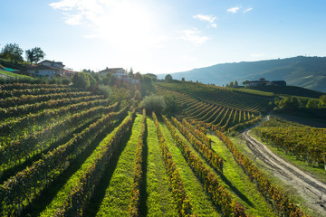 Fototapeta na wymiar beautiful vineyard in switzerland