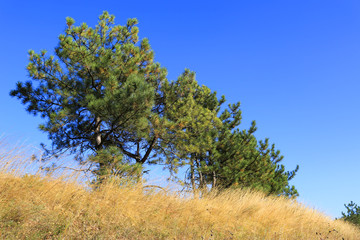 Fototapeta premium pine trees among dry grass