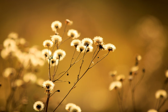 summer flowers meadow