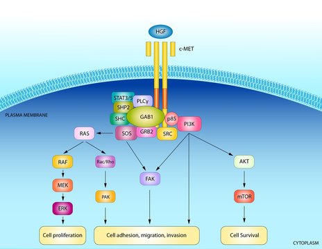 HGF Signaling Pathway