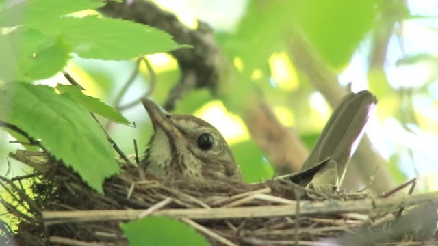 female of a song thrush sitting on a nest