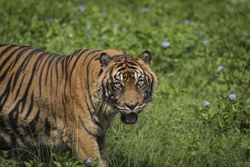 Mystical Stripes of Sumatran Tiger