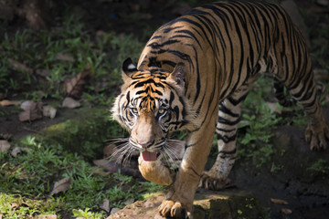 Male Sumatran Tiger Wandering