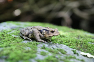日本のカエル_02
