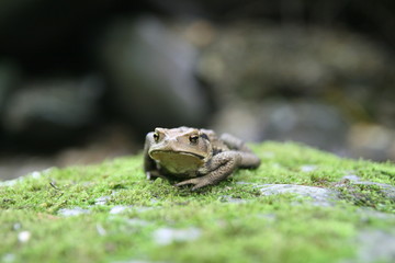 日本のカエル_01