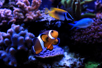 Naklejka na ściany i meble Clownfish, the real nemo