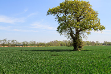 Obraz premium Tree in a field
