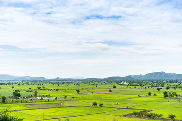 Obraz premium cornfield