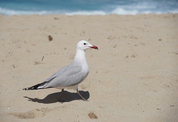 Möwe am Sandstrand
