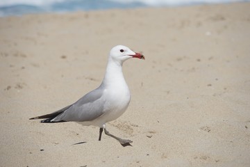 Möwe am Sandstrand