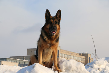 German shepherd dog on snow in winter day