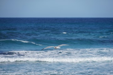 Fototapeta premium Möwe über der Cala Mesquida